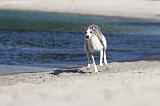 WHIPPET 184